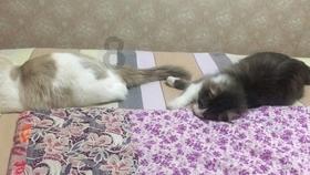 小猫钓鱼开船版最新版下载